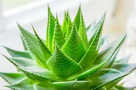 Aloe vera Aloe vera